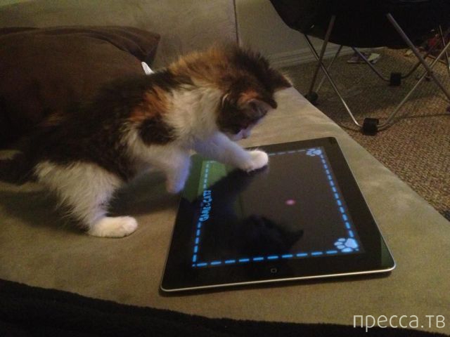 ����� �������� - �������� ��������, ����� 10 (44 ����)