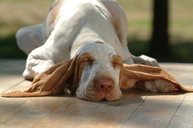 ����� �������� - �������� ��������, ����� 10 (44 ����)