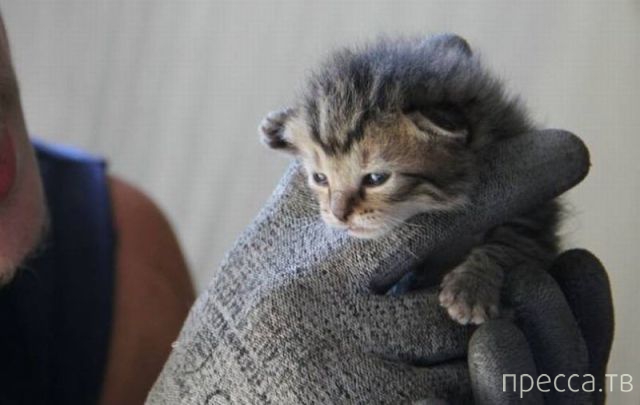 ����� �������� - �������� ��������, ����� 10 (44 ����)