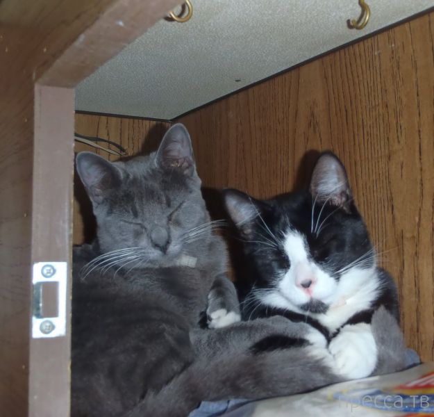 ����� �������� - �������� ��������, ����� 10 (44 ����)