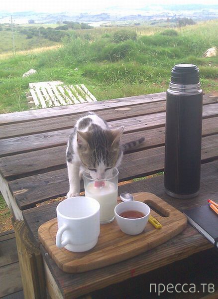 ����� �������� - �������� ��������, ����� 10 (44 ����)