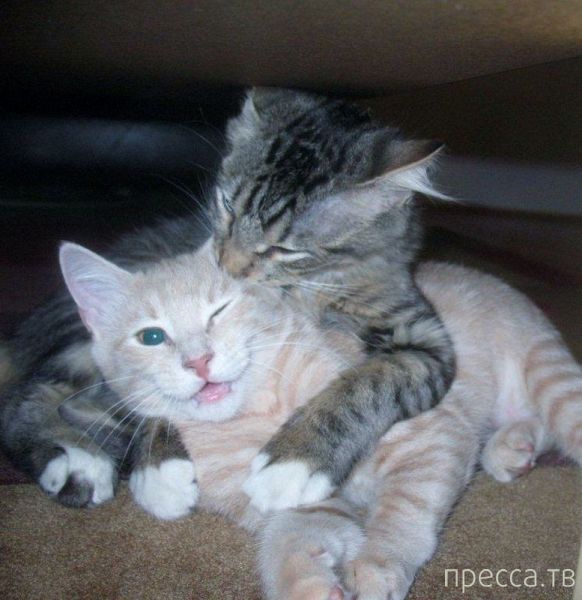 ����� �������� - �������� ��������, ����� 10 (44 ����)