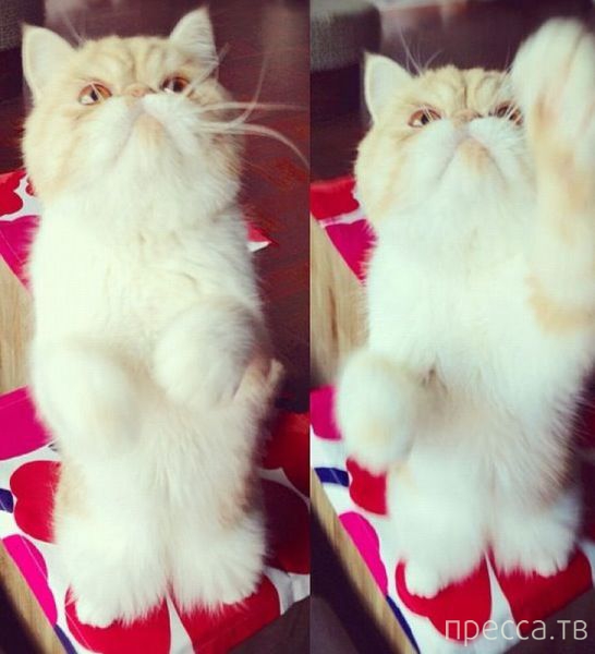 ����� �������� - �������� ��������, ����� 10 (44 ����)