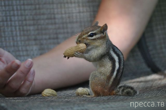 ����� �������� - �������� ��������, ����� 10 (44 ����)