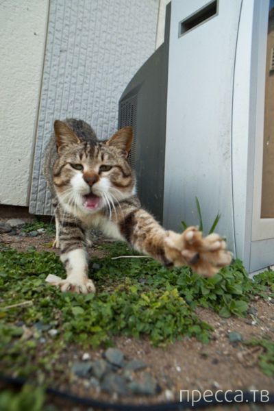 ����� �������� - �������� ��������, ����� 10 (44 ����)