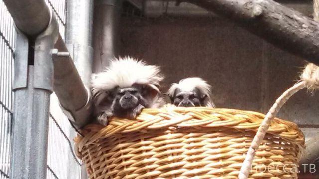 ����� �������� - �������� ��������, ����� 10 (44 ����)