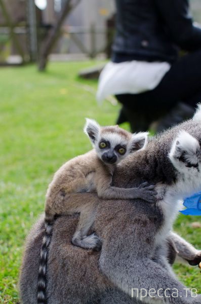 ����� �������� - �������� ��������, ����� 10 (44 ����)