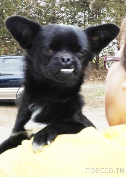 ����� �������� - �������� ��������, ����� 10 (44 ����)