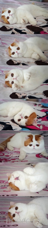 ����� �������� - �������� ��������, ����� 10 (44 ����)