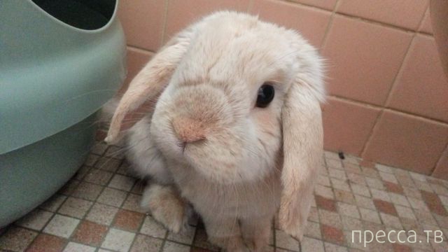 ����� �������� - �������� ��������, ����� 10 (44 ����)