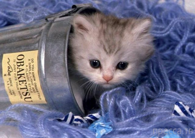 ����� �������� - �������� ��������, ����� 10 (44 ����)