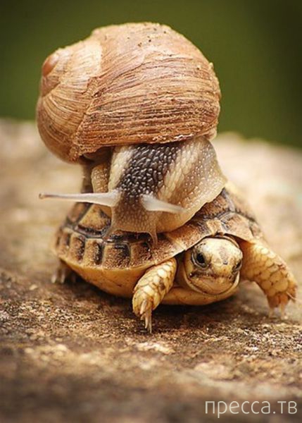 ����� �������� - �������� ��������, ����� 10 (44 ����)