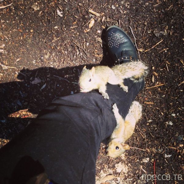 ����� �������� - �������� ��������, ����� 10 (44 ����)