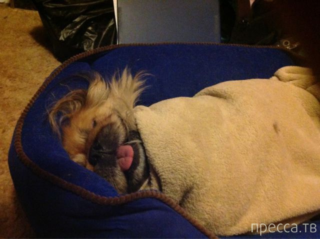 ����� �������� - �������� ��������, ����� 10 (44 ����)