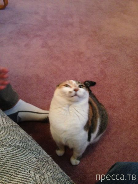 ����� �������� - �������� ��������, ����� 10 (44 ����)