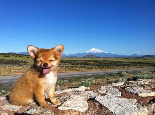 ����� �������� - �������� ��������, ����� 11 (48 ����)