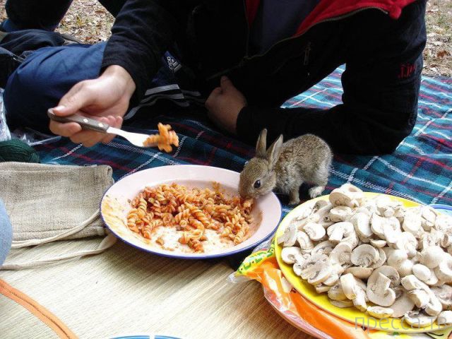 ����� �������� - �������� ��������, ����� 11 (48 ����)