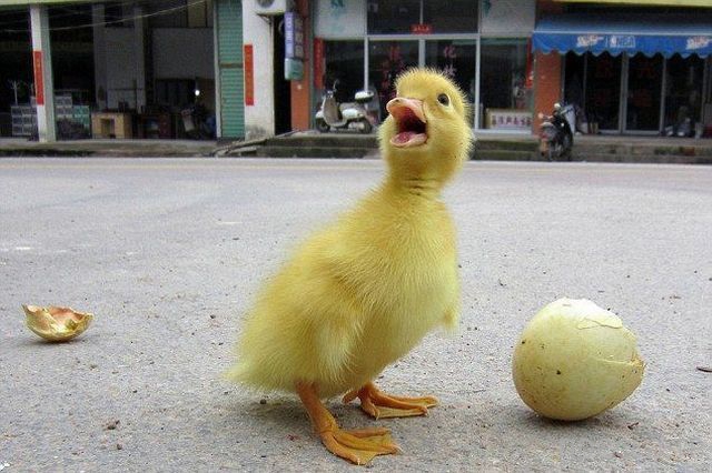 ����� �������� - �������� ��������, ����� 11 (48 ����)