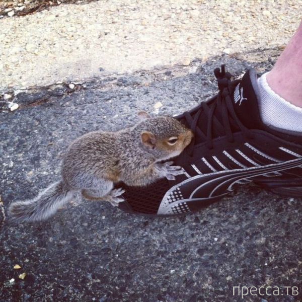 ����� �������� - �������� ��������, ����� 11 (48 ����)