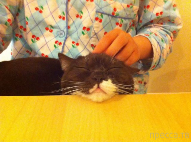 ����� �������� - �������� ��������, ����� 11 (48 ����)