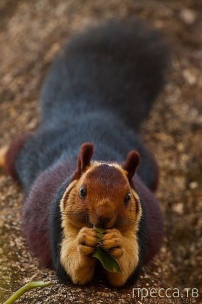 ����� �������� - �������� ��������, ����� 11 (48 ����)