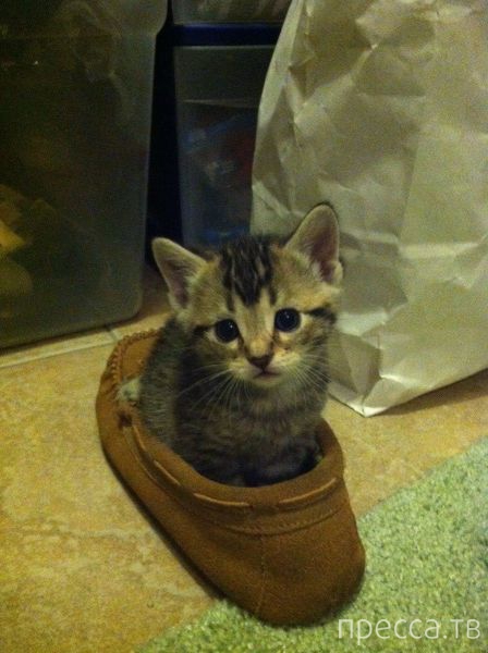 ����� �������� - �������� ��������, ����� 11 (48 ����)