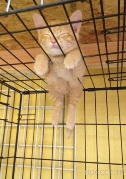 ����� �������� - �������� ��������, ����� 11 (48 ����)