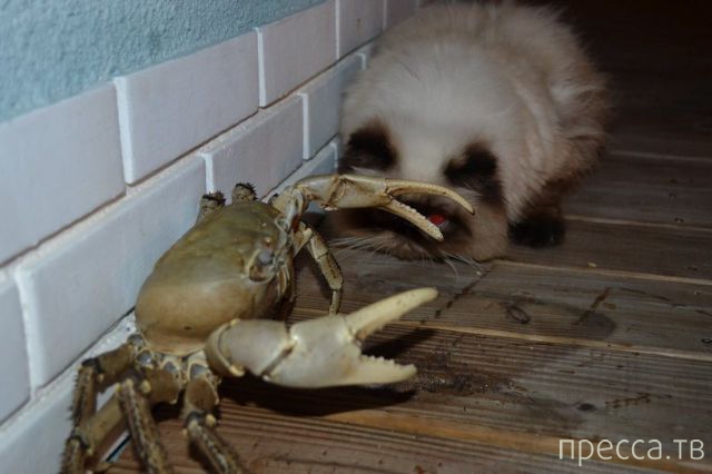 ����� �������� - �������� ��������, ����� 11 (48 ����)