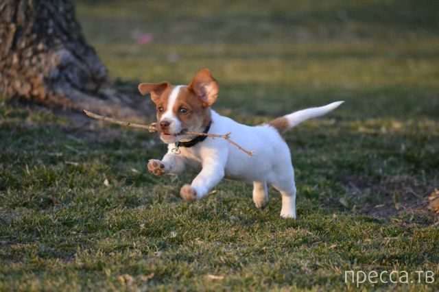 ����� �������� - �������� ��������, ����� 11 (48 ����)