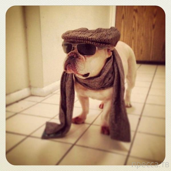 ����� �������� - �������� ��������, ����� 11 (48 ����)