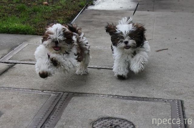 ����� �������� - �������� ��������, ����� 11 (48 ����)