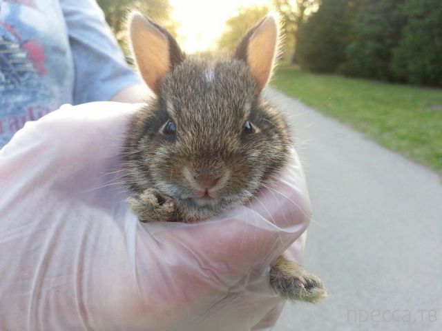 ����� �������� - �������� ��������, ����� 11 (48 ����)