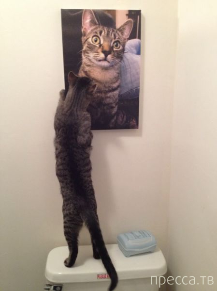 ����� �������� - �������� ��������, ����� 11 (48 ����)