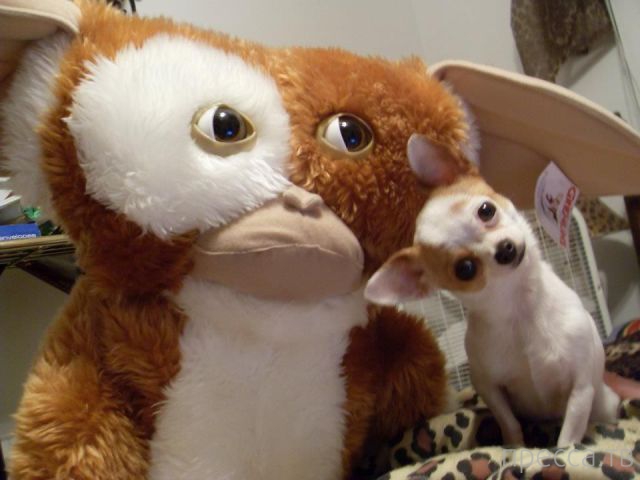 ����� �������� - �������� ��������, ����� 11 (48 ����)