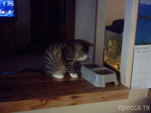 ����� �������� - �������� ��������, ����� 11 (48 ����)