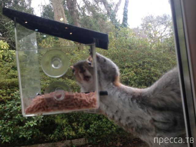 ����� �������� - �������� ��������, ����� 11 (48 ����)