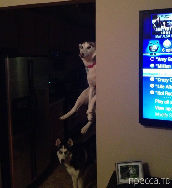 ����� �������� - �������� ��������, ����� 11 (48 ����)