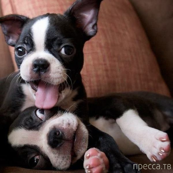 ����� �������� - �������� ��������, ����� 11 (48 ����)