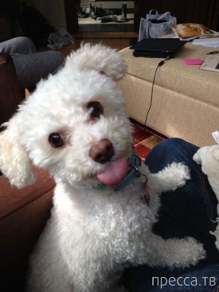 ����� �������� - �������� ��������, ����� 11 (48 ����)