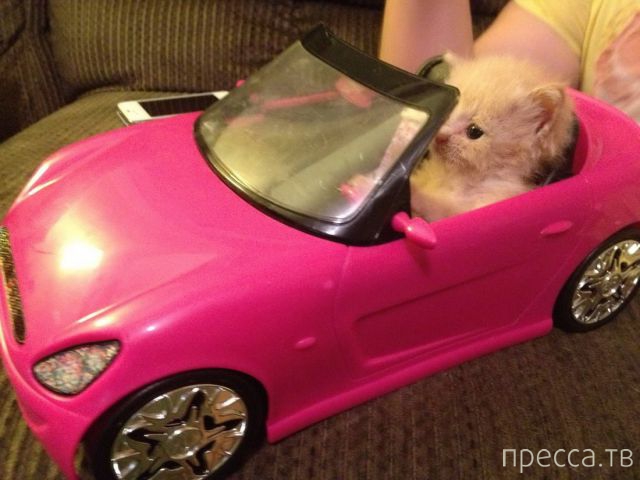 ����� �������� - �������� ��������, ����� 11 (48 ����)