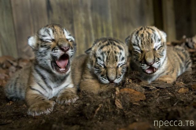 ����� �������� - �������� ��������, ����� 11 (48 ����)