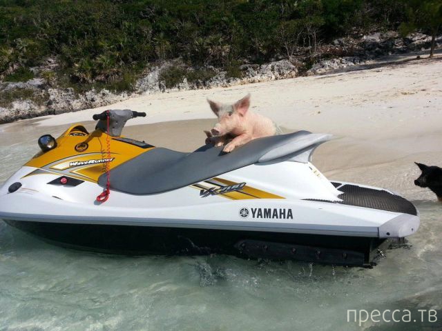 ����� �������� - �������� ��������, ����� 11 (48 ����)