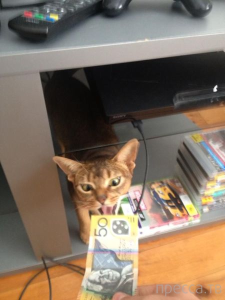 ����� �������� - �������� ��������, ����� 11 (48 ����)