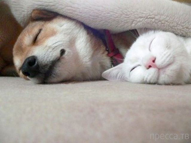 ����� �������� - �������� ��������, ����� 12 (44 ����)