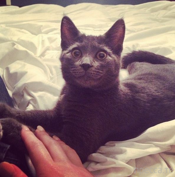 ����� �������� - �������� ��������, ����� 12 (44 ����)