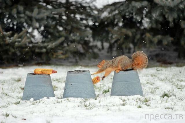 ����� �������� - �������� ��������, ����� 12 (44 ����)