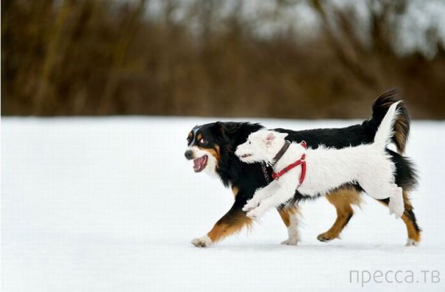 ����� �������� - �������� ��������, ����� 12 (44 ����)