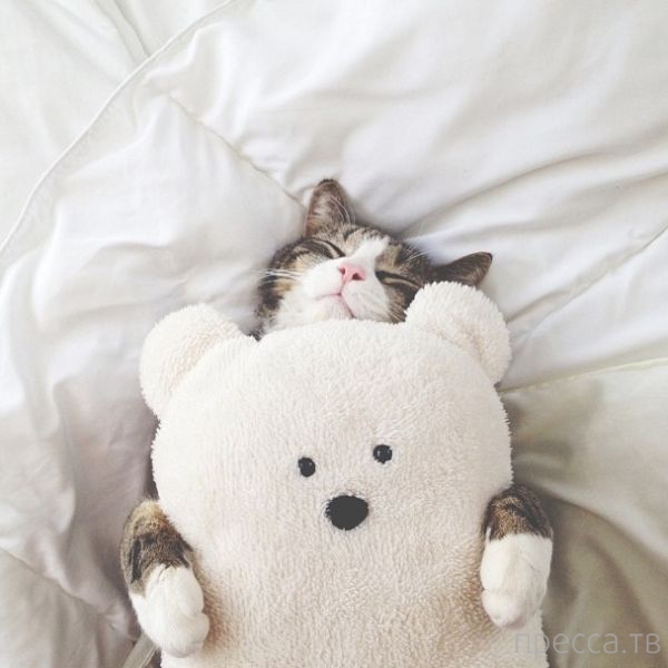 ����� �������� - �������� ��������, ����� 12 (44 ����)