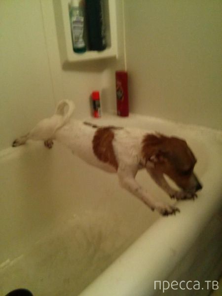 ����� �������� - �������� ��������, ����� 12 (44 ����)