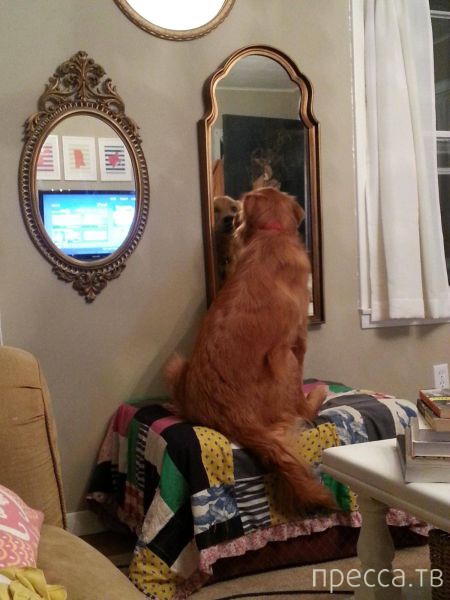 ����� �������� - �������� ��������, ����� 12 (44 ����)